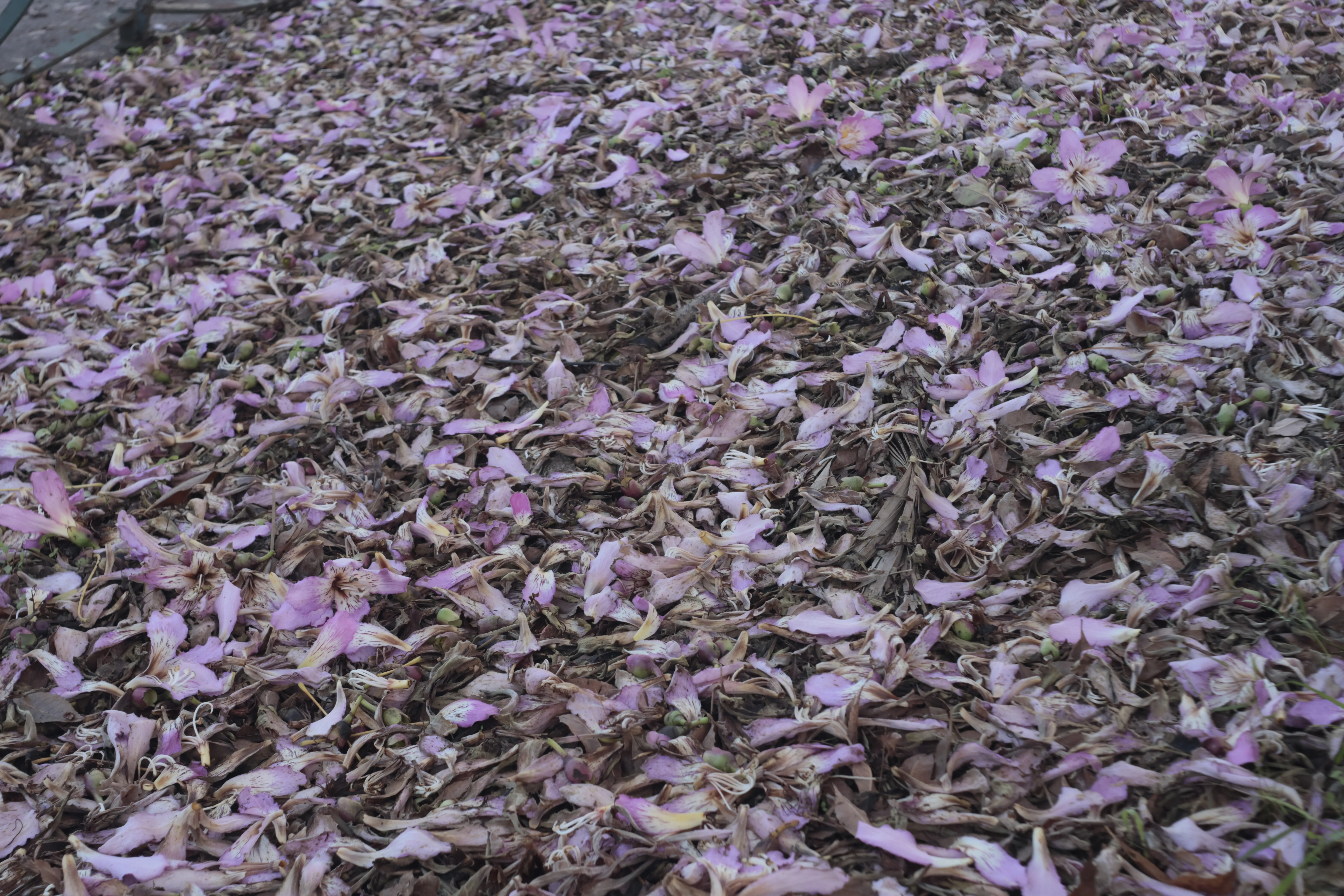 Meyer-Optik Görlitz Primagon 35mm f4.5 (M42) - _I4A0991.webp